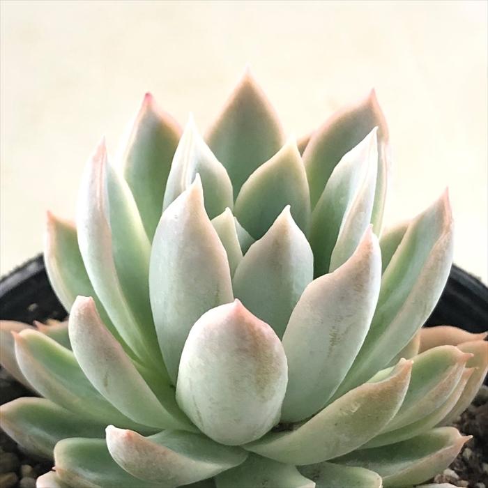 日本花キ流通 多肉植物 skエケベリア バイオレットクイーン 多肉植物