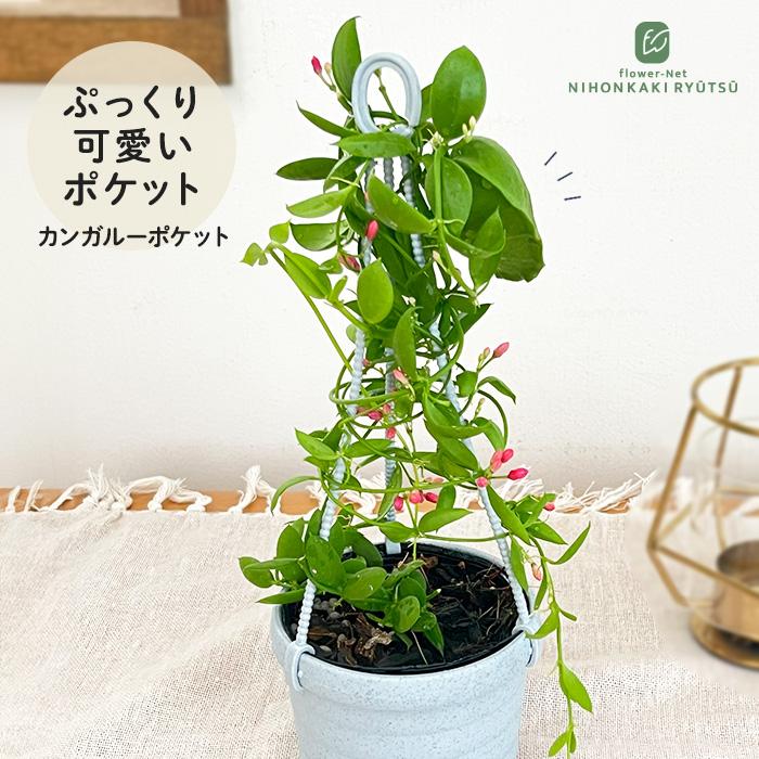 お買い得！】 ディスキディア カンガルーポケット 観葉植物 3号吊り鉢