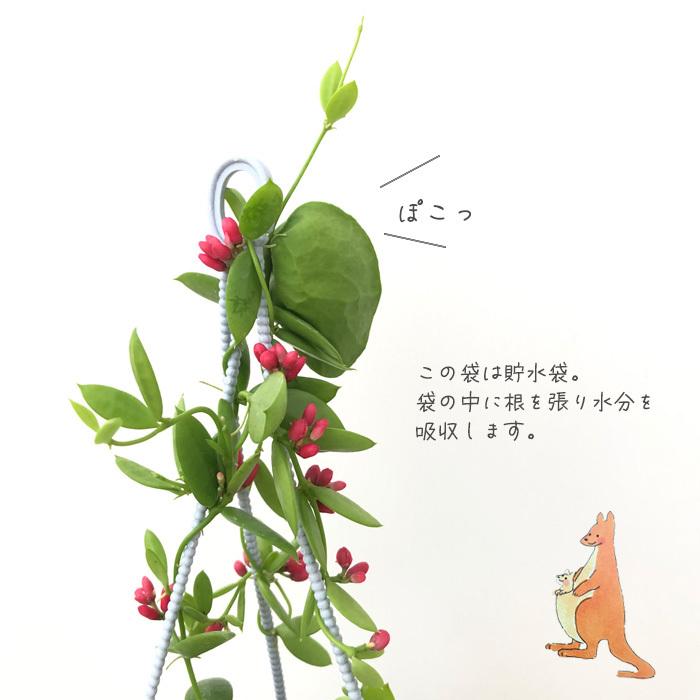ディスキディア カンガルーポケット 観葉植物 3号吊り鉢 インテリア おしゃれ Z フラワーネット日本花キ流通 通販 Yahoo ショッピング