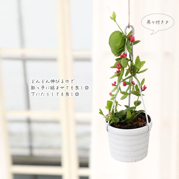ディスキディア カンガルーポケット 観葉植物 3号吊り鉢 インテリア おしゃれ Z フラワーネット日本花キ流通 通販 Yahoo ショッピング