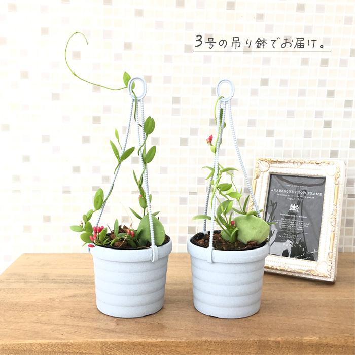 ディスキディア カンガルーポケット 観葉植物 3号吊り鉢 インテリア おしゃれ Z フラワーネット日本花キ流通 通販 Yahoo ショッピング