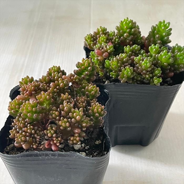 ソウル 7 5cmポット エケベリア Echeveria 福岡県産 多肉植物 多肉 観葉植物 インテリアグリーン 寄せ植えに 低価格で大人気の