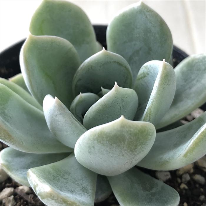 日本花キ流通 多肉植物 skエケベリア ミルクティー エケベリア 7.5cm  