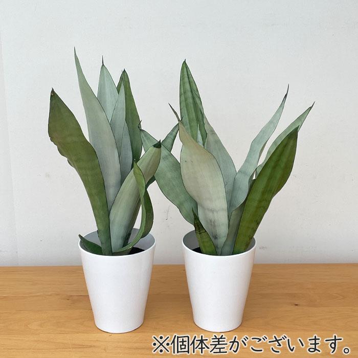 日本花キ流通 観葉植物 サンスベリア ムーンシャイン 5号鉢