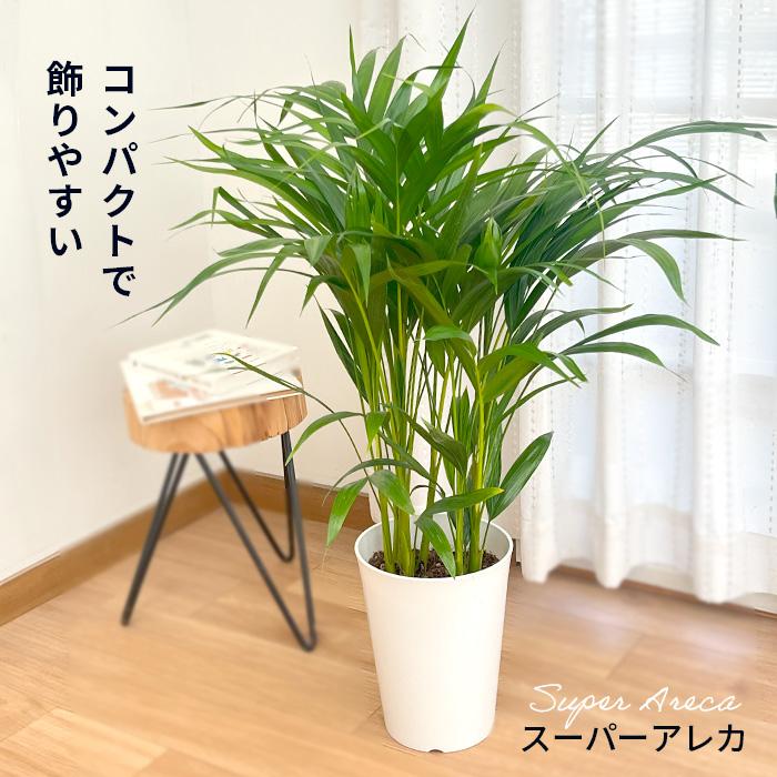 アレカヤシ 6号鉢 送料無料 観葉植物 苗 インテリア おしゃれ スーパーアレカ ヤシ :z220513201:フラワーネット日本花キ流通 - 通販  - Yahoo!ショッピング