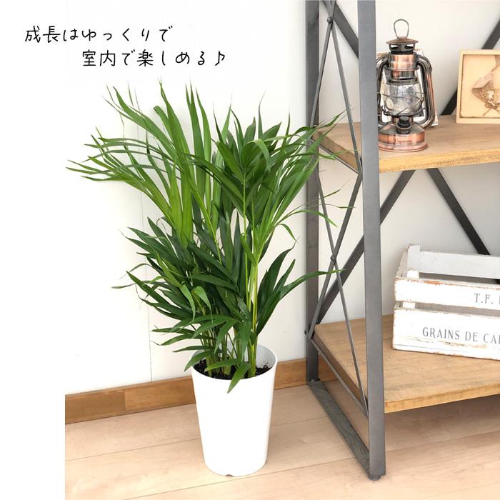 アレカヤシ 6号鉢 送料無料 観葉植物 苗 インテリア おしゃれ スーパー
