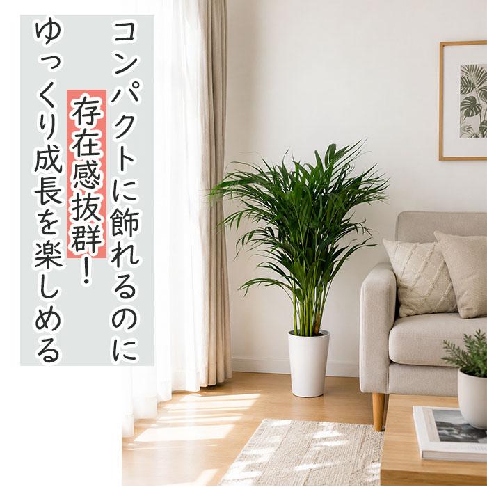 月曜特価！2鉢価格！スーパーアレカヤシ　苗　苗木　観葉植物　6号　スーパーアレカ 日本花キ流通 観葉植物 アレカヤシ 6号鉢 スーパーアレカ ヤシ 送料