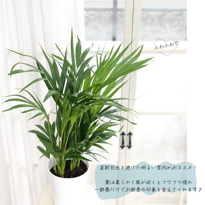 アレカヤシ。観葉植物。鉢ごと無料で発送致します。 アレカヤシ。観葉植物。鉢ごと無料で発送致します。
