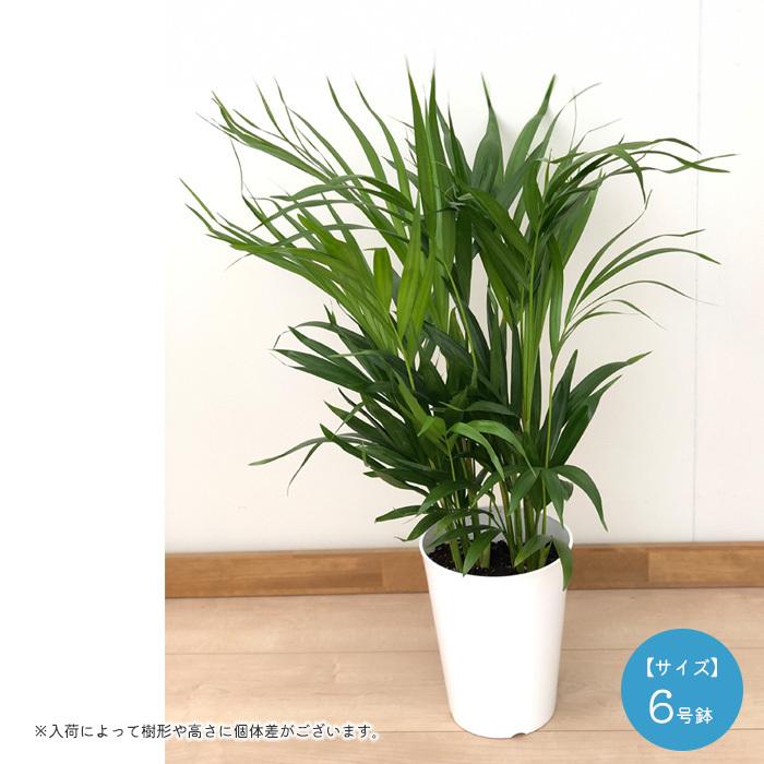 アレカヤシ 6号鉢 送料無料 観葉植物 苗 インテリア おしゃれ スーパー