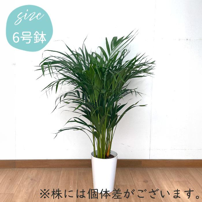 日本花キ流通 観葉植物 アレカヤシ 6号鉢 スーパーアレカ ヤシ 送料