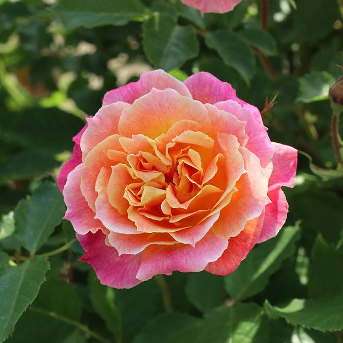 予約販売 バラ苗 バラ大苗 ロサ オリエンティス シャルール 品種登録出願中 四季咲き 薔薇 ばら 送料無料 オレンジ コーラルピンク hao  12月上旬以降発送 :z220514002:フラワーネット日本花キ流通 - 通販 - Yahoo!ショッピング