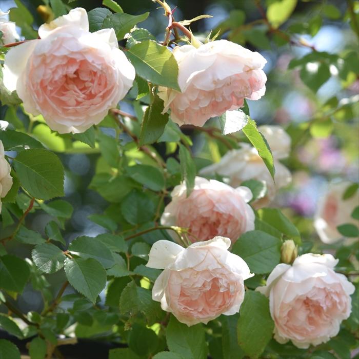 予約販売 バラ苗 バラ大苗 ロサ オリエンティス フランシスバーネット