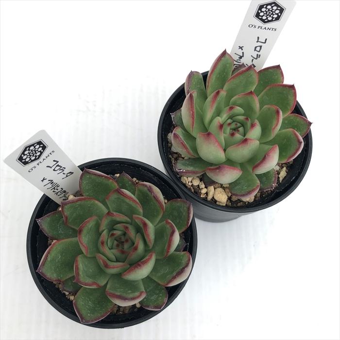 多肉植物 O'sエケベリア コロラータ×プリドニスグリーンフォーム 多肉植物 O'sエケベリア コロラータ×プリドニスグリーンフォーム