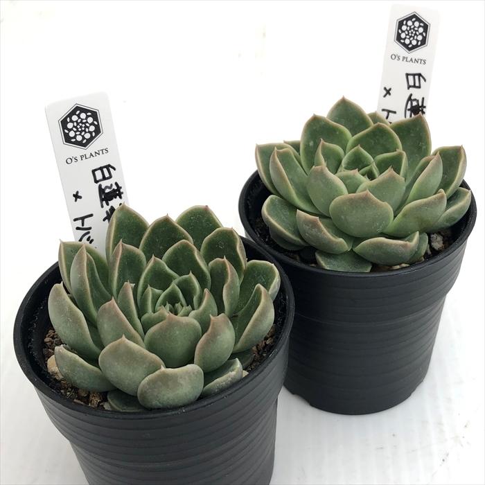 多肉植物 O'sエケベリア 白蓮華×トバレンシス O's PLANTS オーズ
