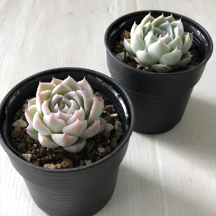日本花キ流通 多肉植物 hmエケベリア アルバビューティー 多肉植物