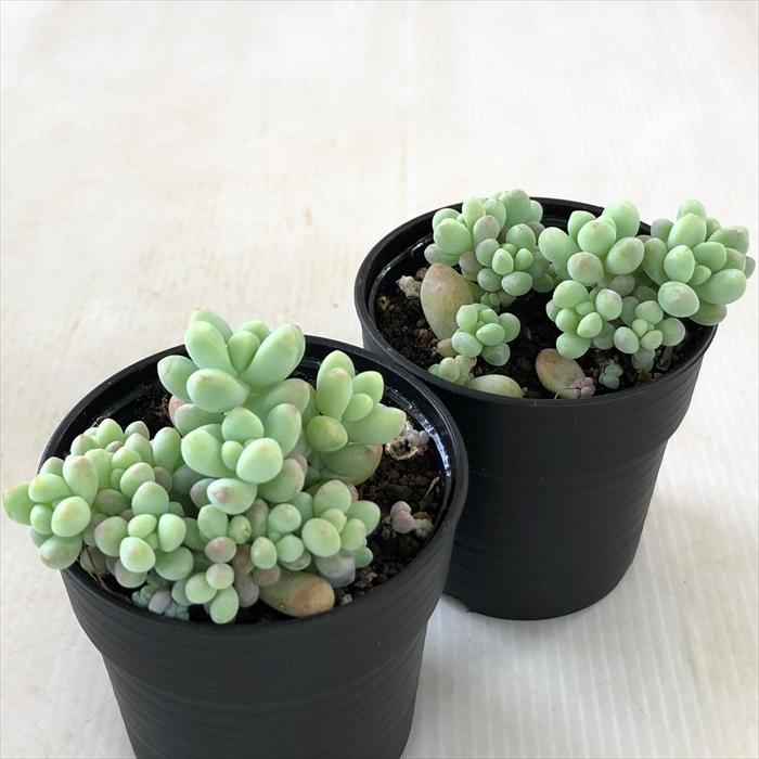 日本花キ流通 多肉植物 hmセダム ばらまきトレレアシー 多肉植物