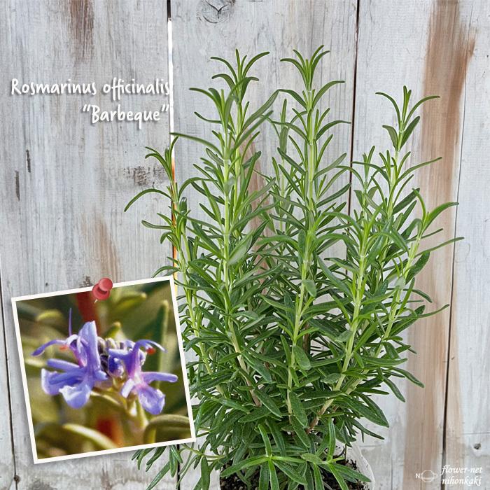 ローズマリー バーベキュー 9cmポット 立性 ハーブ 苗 ガーデニング Herb Z フラワーネット日本花キ流通 通販 Yahoo ショッピング