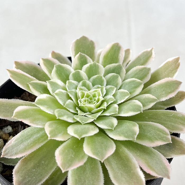 多肉植物アエオニウム錦❤️金絲翡翠❤️ゴールドエメラルド❤️ 状態図 多肉植物アエオニウム錦❤️ マイバッハ❤ 状態図