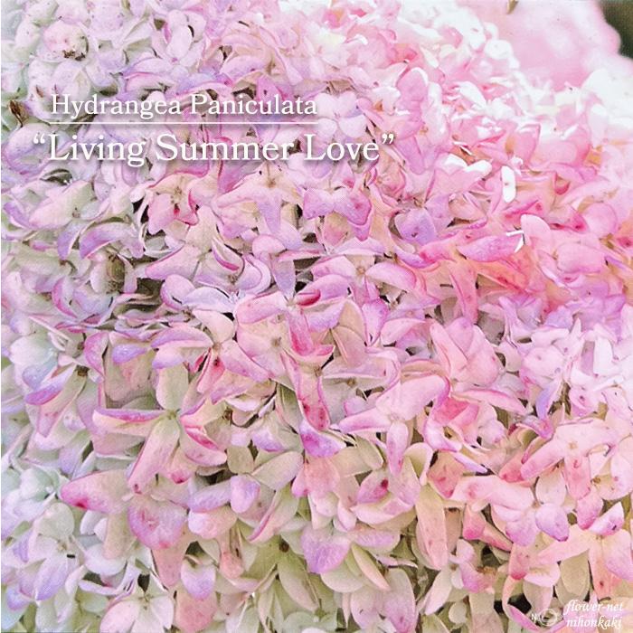 アジサイ ノリウツギ リビングサマーラブ 10 5cmポット 紫陽花 鉢花 あじさい 登録品種 送料無料カード決済可能