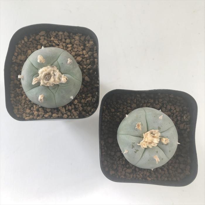 日本花キ流通 caサボテン 烏羽玉 実生 ロホホラ ロフォフォラ