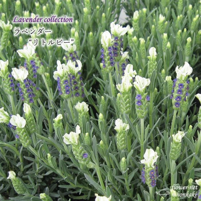 予約販売 剪定済 ラベンダー リトルビー ハーブ 苗 フレンチラベンダー 宿根草 大株 10 5cmポット Hlp Herb 7月中旬以降発送 Z フラワーネット日本花キ流通 通販 Yahoo ショッピング