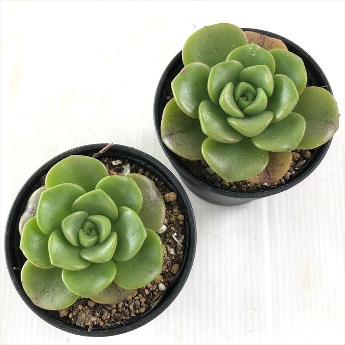 日本花キ流通 多肉植物 hmアエオニウム リリーパッド 多肉植物