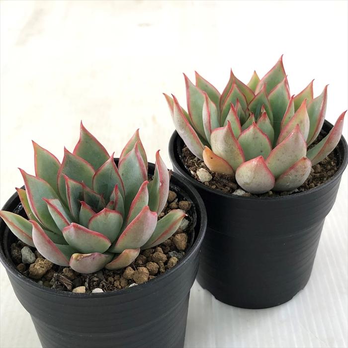 日本花キ流通 多肉植物 hmエケベリア ロータスランプ 多肉植物
