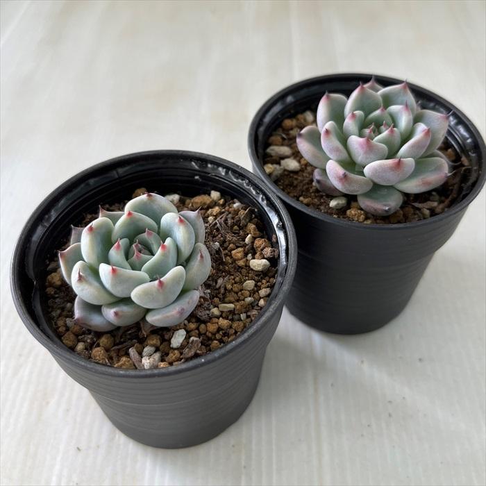 多肉植物 hmエケベリア ジャッカル 多肉植物 エケベリア 6cmポット  