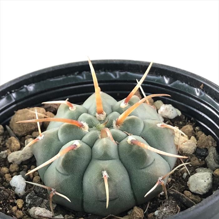 ギムノカリキウム　ホセイ　2産地セット サボテン：ギムノカリキウム 新天地 実生*幅22cm 現品！一品限り