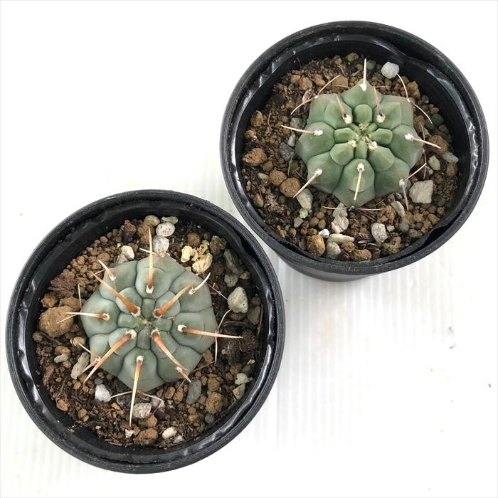 日本花キ流通 多肉植物 hmギムノカリキウム バッテリー サボテン 日本花キ流通 多肉植物 hmギムノカリキウム バッテリー サボテン