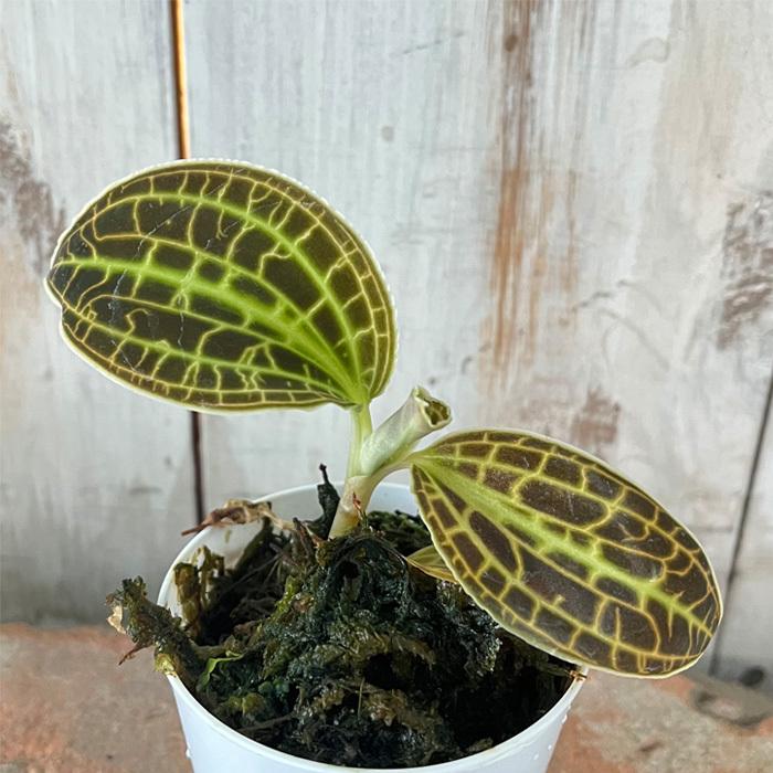 マコデス サンデリアーナ 6cmポット ジュエルオーキッド 欄 ラン Z フラワーネット日本花キ流通 通販 Yahoo ショッピング