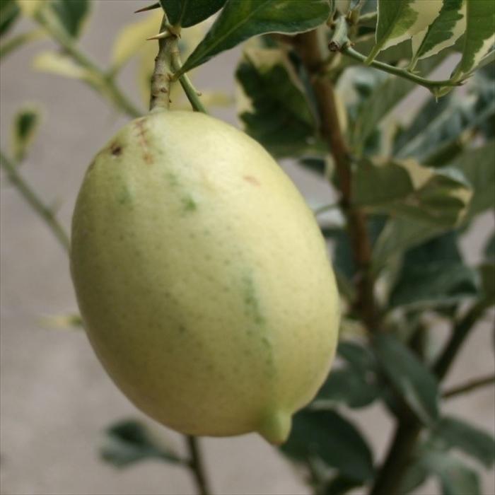 休日限定 予約販売 斑入りレモン 13 5cmポット 檸檬 苗木 庭木 柑橘 果樹苗 接木苗 香酸柑橘 Mri 10月下旬以降発送