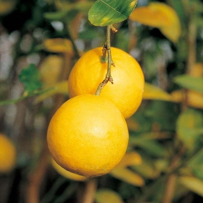 日本花キ流通 予約販売 レモン苗 スイートレモネード 13.5cmポット