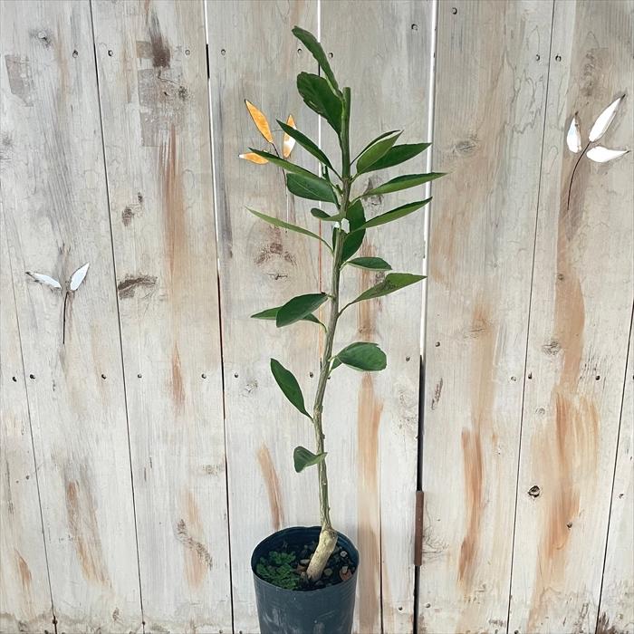 日本花キ流通 予約販売 レモン苗 スイートレモネード 13.5cmポット