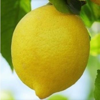 （期間限定）（接木）3年生 菊池レモン苗木 日本花キ流通 予約販売 レモン苗 菊池レモン 13.5cmポット 送料無料