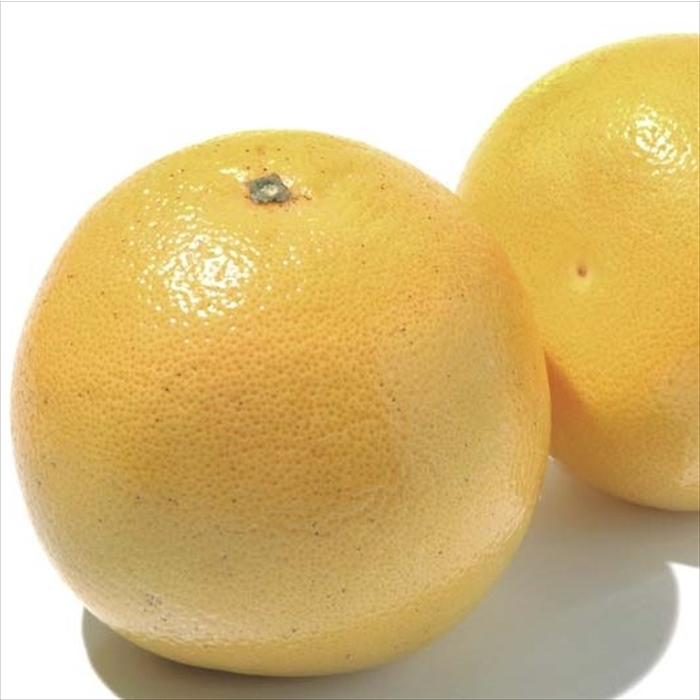 日本花キ流通 予約販売 グレープフルーツ 13.5cmポット 送料無料 苗木