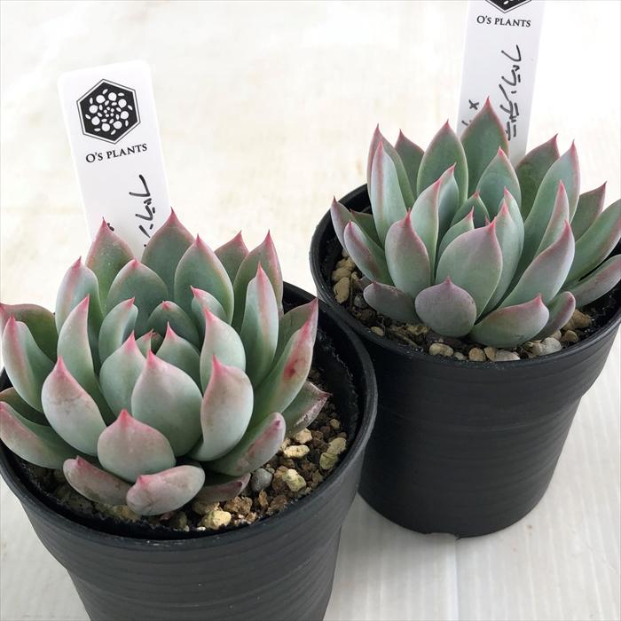 多肉植物 O'sエケベリア ブランデティ×ザラゴーサspノバ O's PLANTS