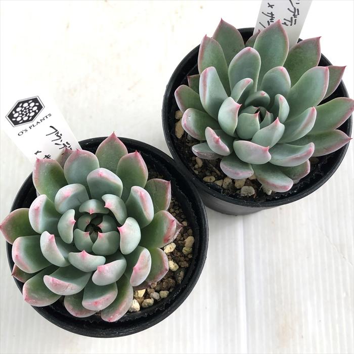 多肉植物 O'sエケベリア ブランデティ×ザラゴーサspノバ O's PLANTS