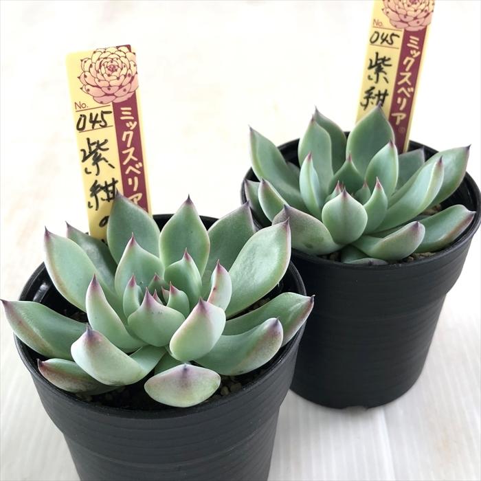 多肉植物 oriミックスベリア No.045 紫紺の矢 おらいさん苗 送料 多肉植物 oriミックスベリア No.045 紫紺の矢 おらいさん苗 送料