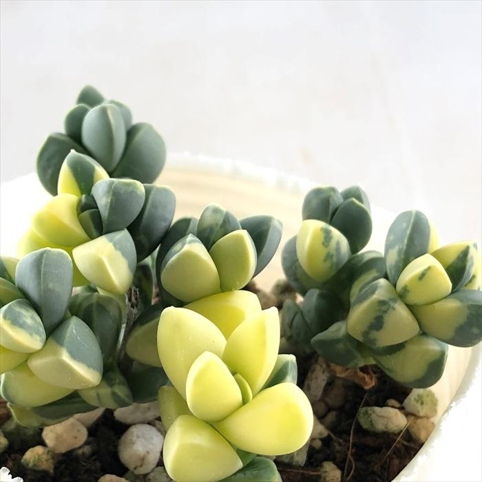 日本花キ流通 多肉植物 sbコルプスクラリア レーマニー錦 日本花キ流通 多肉植物 sbコルプスクラリア レーマニー錦