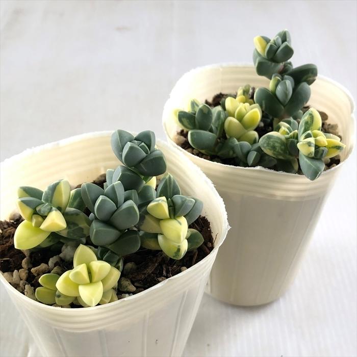 日本花キ流通 多肉植物 sbコルプスクラリア レーマニー錦