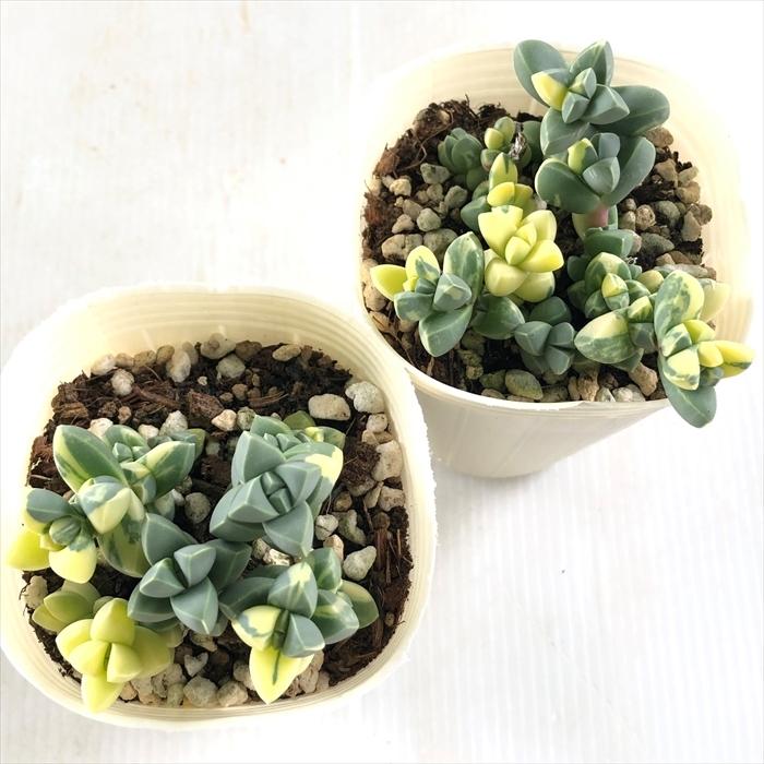 日本花キ流通 多肉植物 sbコルプスクラリア レーマニー錦