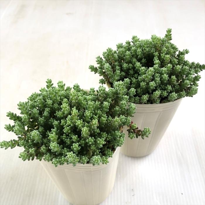 日本花キ流通 多肉植物 sbセダム ステフコ 多肉植物 セダム 7.5cm