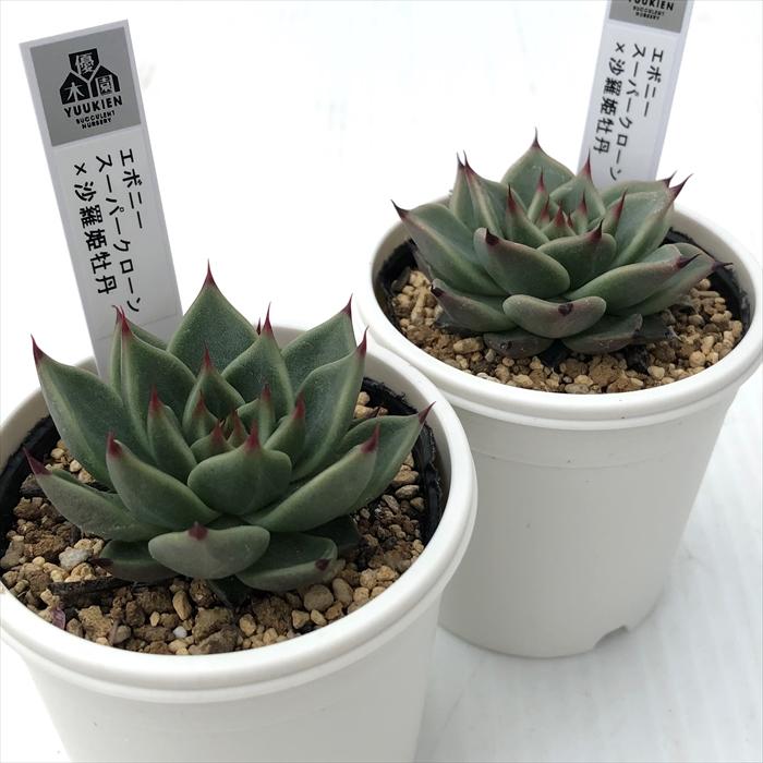多肉植物 エボニー  抜き苗♡ エボニー 抜き苗 多肉植物 【公式通販】
