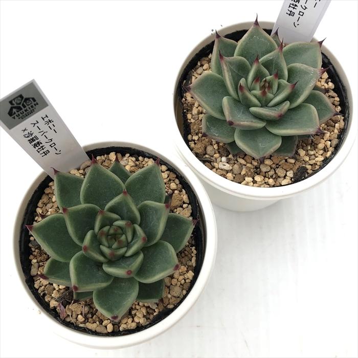 エボニー スーパークローン【多肉植物】
