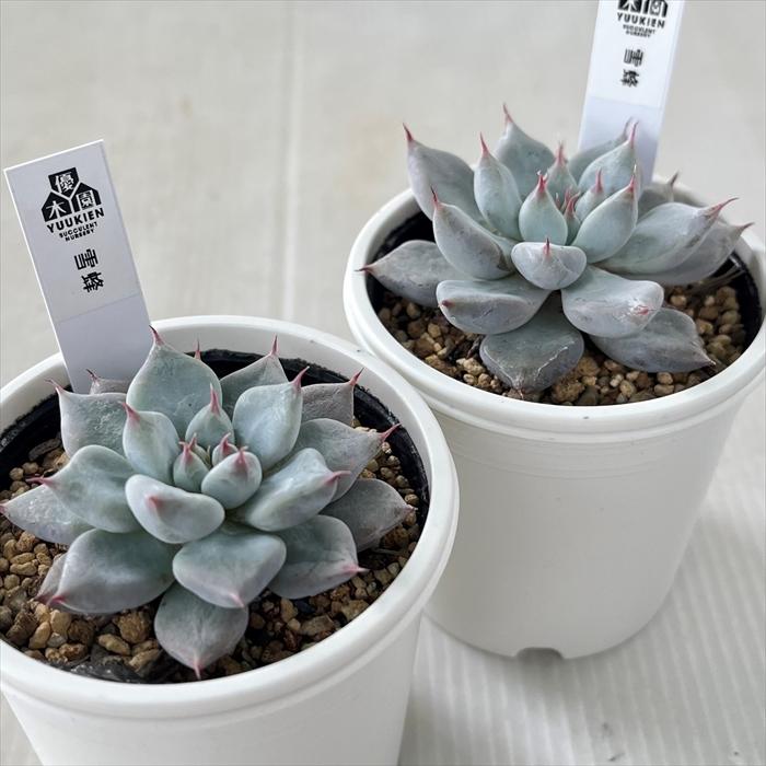 多肉植物 yukエケベリア 雪蜂 優木園さんの苗 送料無料 エケベリア 6cm