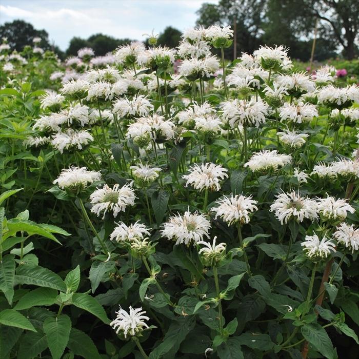 モナルダ ビーブライト 9cmポット 宿根草 Atm Z フラワーネット日本花キ流通 通販 Yahoo ショッピング