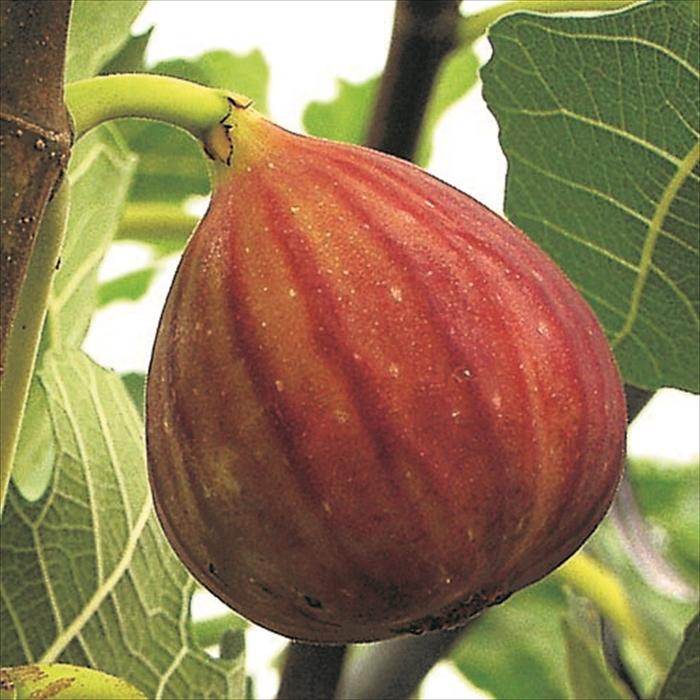 いちじく苗6本セット(ゴールドフィグ他5種類)