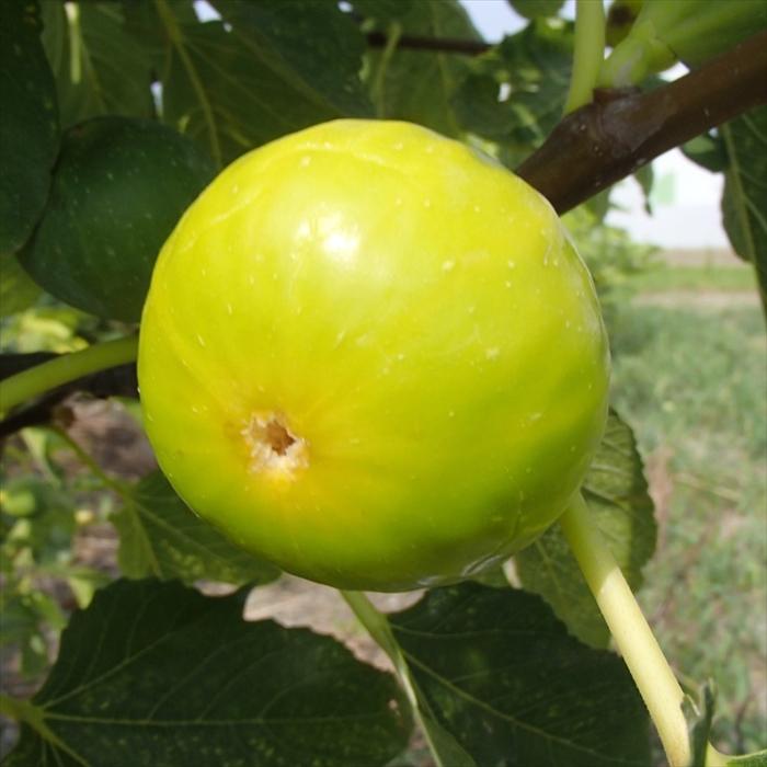 予約販売 いちじく フランダース 13 5cmポット 苗木 イチジク 無花果 果樹苗 挿木苗 Mri 10月下旬以降発送 Z フラワーネット日本花キ流通 通販 Yahoo ショッピング