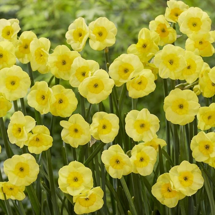 椿 水仙3球 予約販売 花の大和 球根 水仙 花のかわいい水仙 サンディスク 3球 hyk